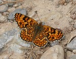 butterfly, maiden more, melitaea phoebe