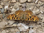 butterfly, maiden more, melitaea phoebe