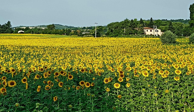 Free Sunflowers Landscape photo and picture