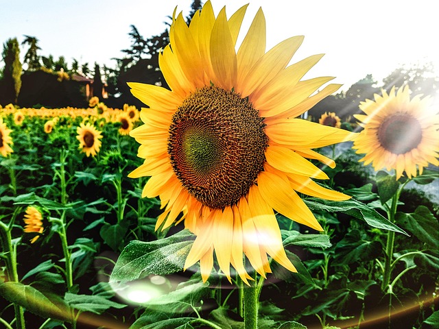 Free Sunflowers Flower Wallpaper photo and picture