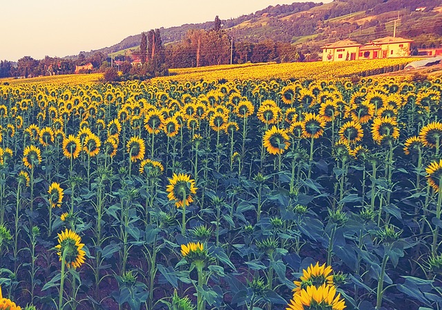 Free Sunflowers Summer photo and picture
