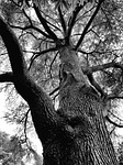 tree, crown, log