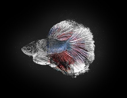 Free Fish Colorful illustration and picture