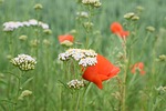 wild flower meadow, sharp sheaf, klatschmohn