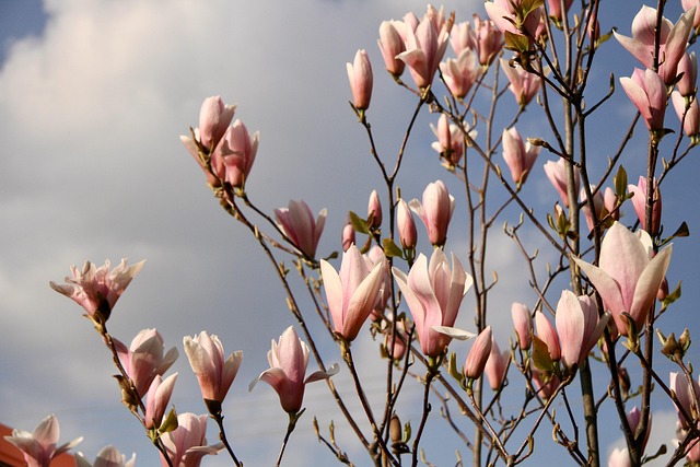 Free Magnolia Garden photo and picture