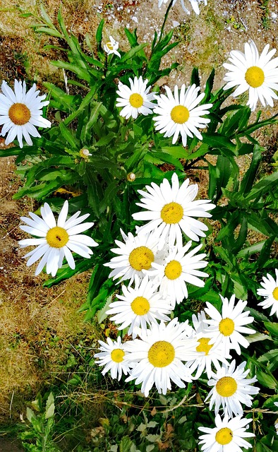 Free Daisies Flowers photo and picture