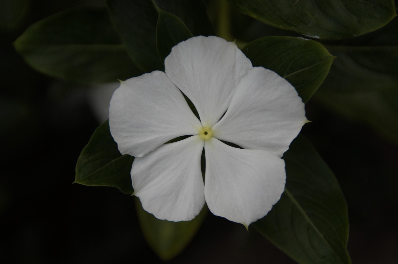 White Flower - Free photo on Pixabay - Pixabay