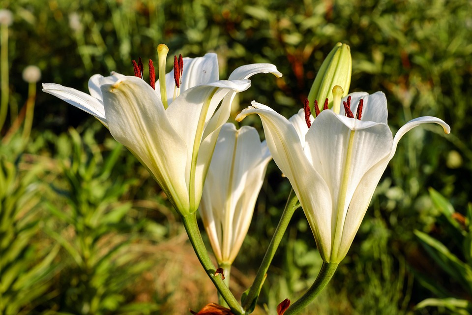 Lily, Flower, Blossom, Bloom, Bloom, White