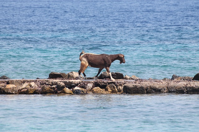 Free Goat Sea photo and picture