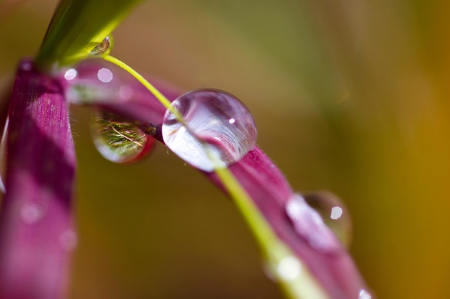 Free Macro Nature photo and picture