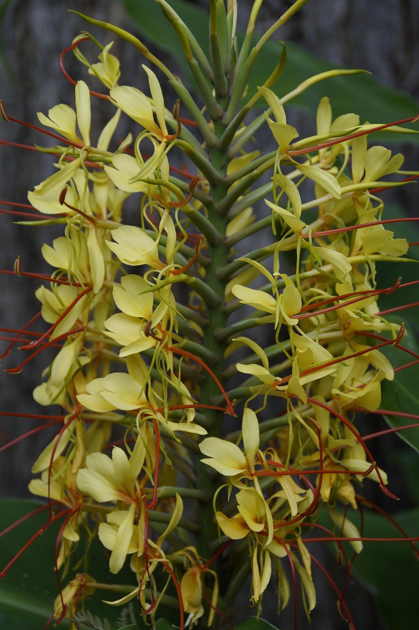 Exotic Plant Flora Free photo on Pixabay Pixabay