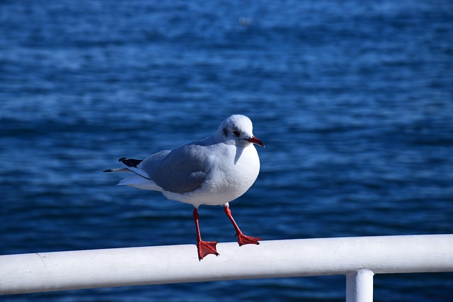 Free Sea Japan photo and picture