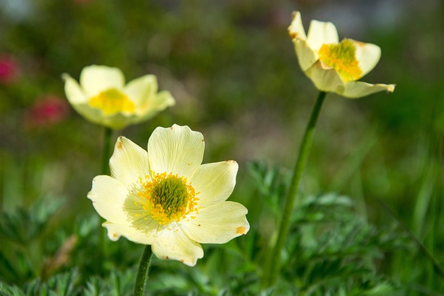 Free Anemone Beautiful Flowers photo and picture