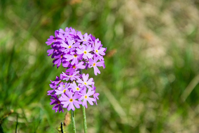 Free Dwarf-Primrose Flower photo and picture