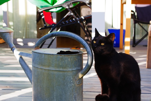 Free Cat Kitten photo and picture