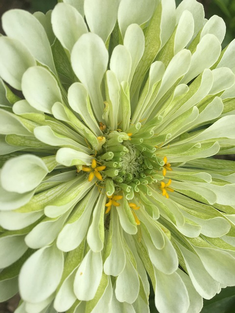Free Dahlia Flower photo and picture