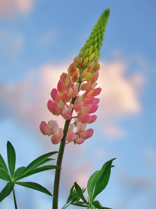 ルピナス 花 夏 Pixabayの無料写真