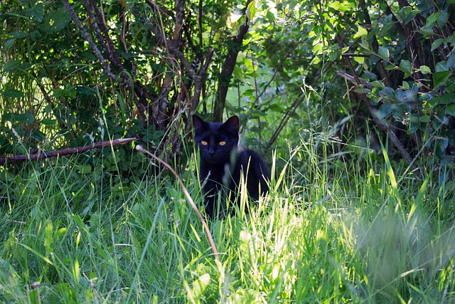 Free Cat Kitten photo and picture