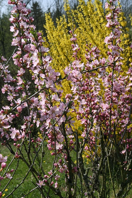 Free Forsythia Intermedia photo and picture