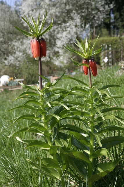 Free Flower Lily photo and picture