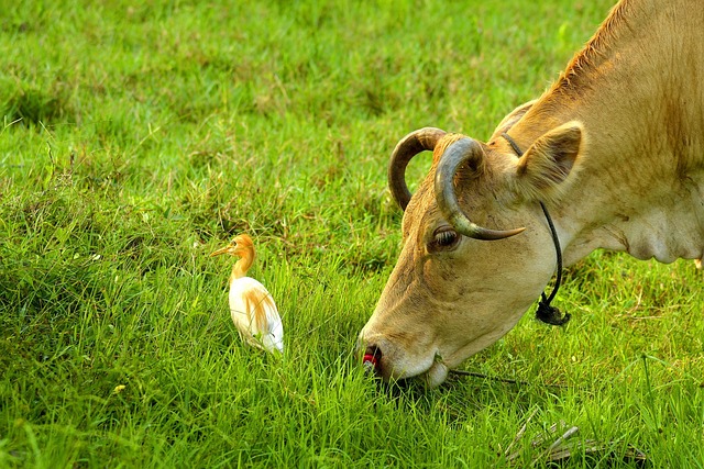Field, Grass, Nature, Tree, Bird