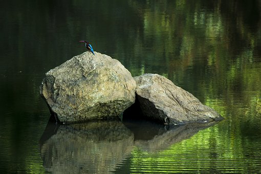 Free Bird Animals illustration and picture