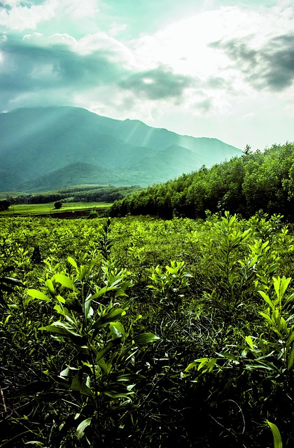 Free Forest Trees photo and picture