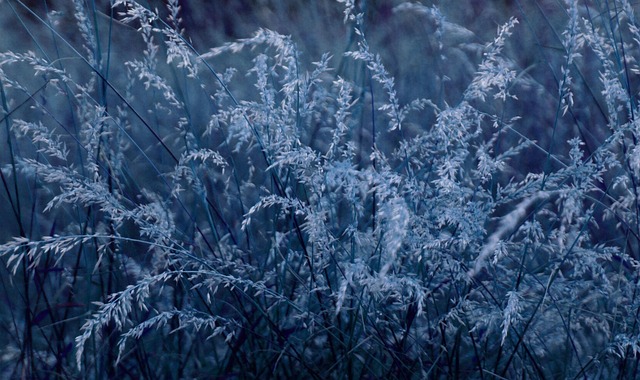 Free Grass Mac Wallpaper photo and picture