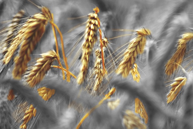 Free Wheat Field photo and picture