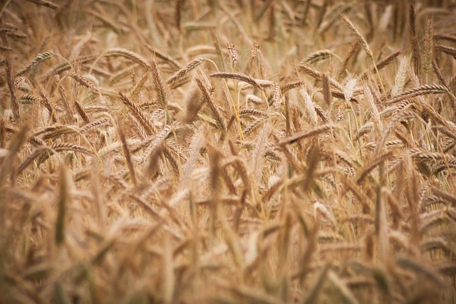 Free Wheat Cereal photo and picture