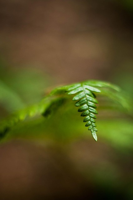 Free Fern Shadow photo and picture