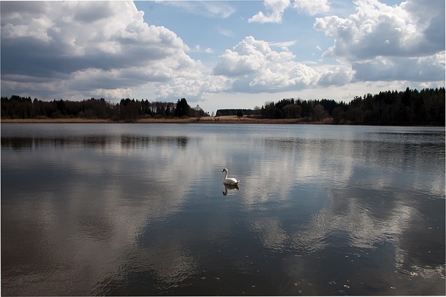 Free Pond Water photo and picture