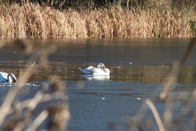 Free Pond Swan photo and picture