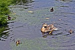 duck family, quartet, square
