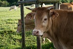 animal, boi, green