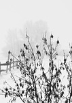 winter, bush, tree