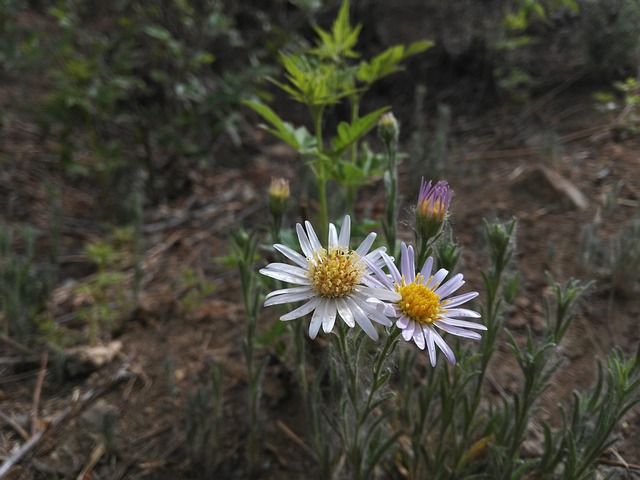 Flores Silvestres, Planta, Solitario