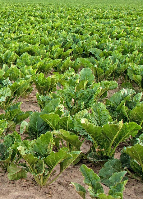 Field Cabbage Stone - Free photo on Pixabay - Pixabay