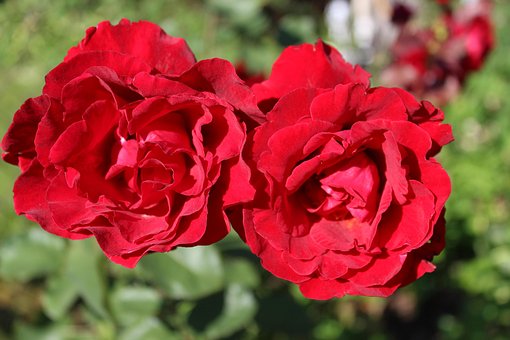 Rote Rosen, Rose, Rose, Sommer