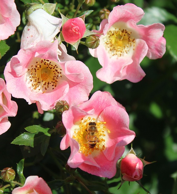 Rosa Rosen, Bestäubung, Biene, Blume