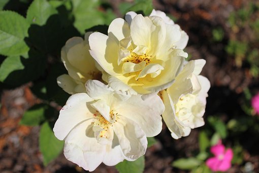 Knockout Rosen, Schöne Blumen