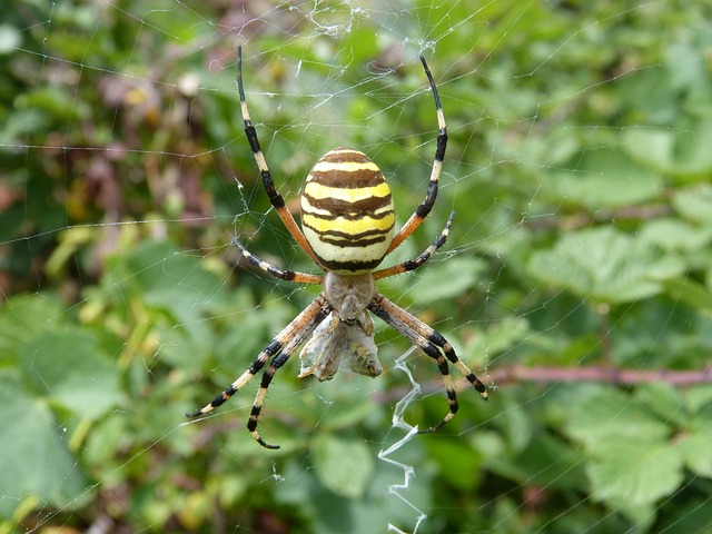 Free Tiger Spider Wasp Spider photo and picture