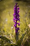 orchid, wild plant, purple