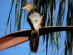anu white, bird, environment