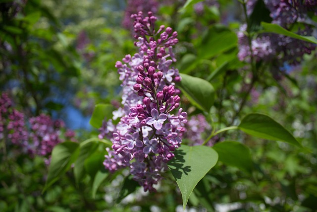 Free Blooming Plant photo and picture