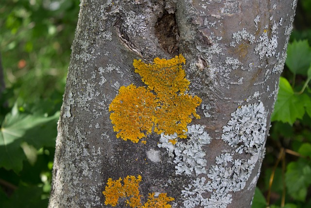 Free Tree Summer photo and picture