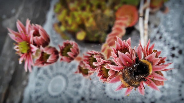 Humlebi, Saftig Plante, Plante, Lyserød