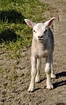 lamb, spring, sheep