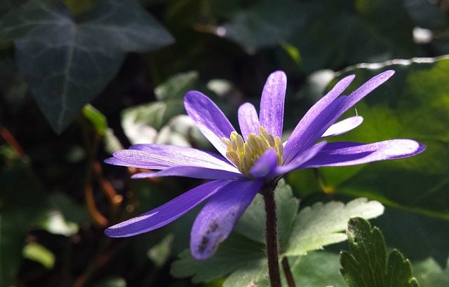 Lilla, Blomst, Bloom, Anemone