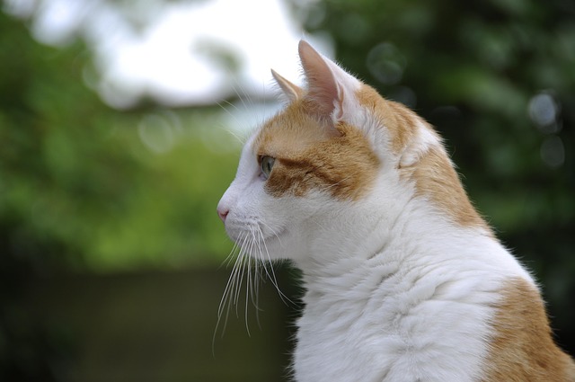 Gijs, Tømmermænd, Rød, Hvid, Kat, Dyr